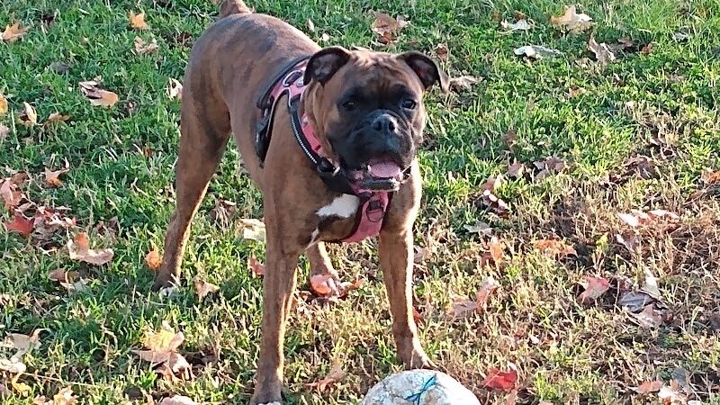 New Carrollton Dog Park - New Carrollton, MD