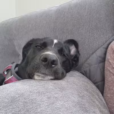 Amazing Mutts Puppy Rescue, inc - New Egypt, NJ