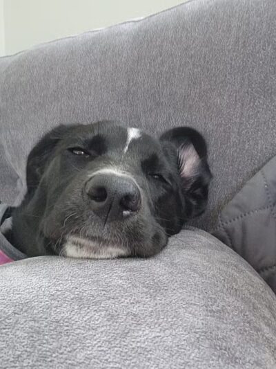 Amazing Mutts Puppy Rescue, inc - New Egypt, NJ