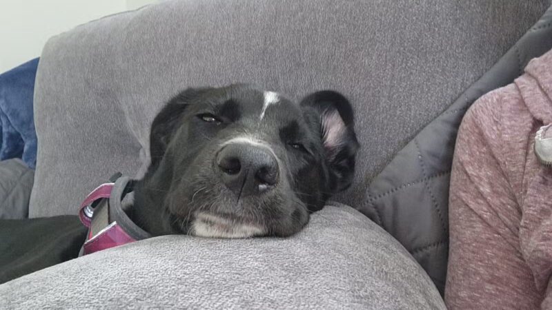 Amazing Mutts Puppy Rescue, inc - New Egypt, NJ