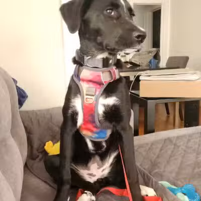 Amazing Mutts Puppy Rescue, inc - New Egypt, NJ