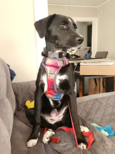 Amazing Mutts Puppy Rescue, inc - New Egypt, NJ