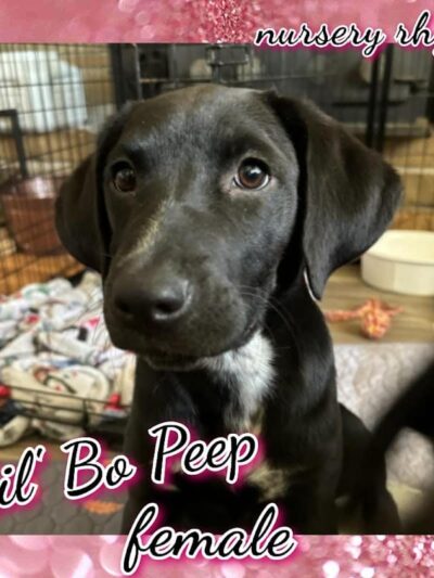 Amazing Mutts Puppy Rescue, inc - New Egypt, NJ