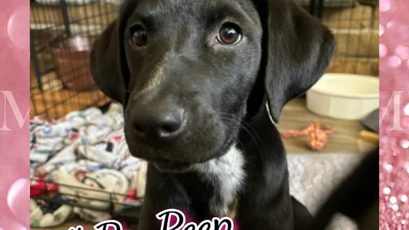 Amazing Mutts Puppy Rescue, inc - New Egypt, NJ