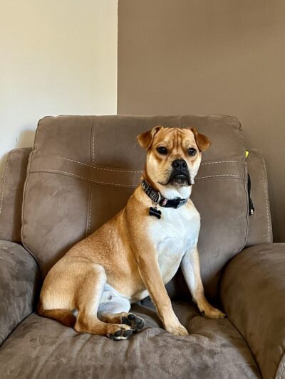 Amazing Mutts Puppy Rescue, inc - New Egypt, NJ