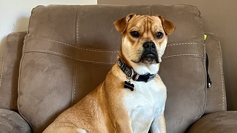 Amazing Mutts Puppy Rescue, inc - New Egypt, NJ