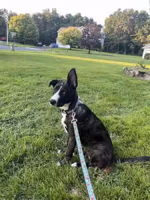 Amazing Mutts Puppy Rescue, inc - New Egypt, NJ