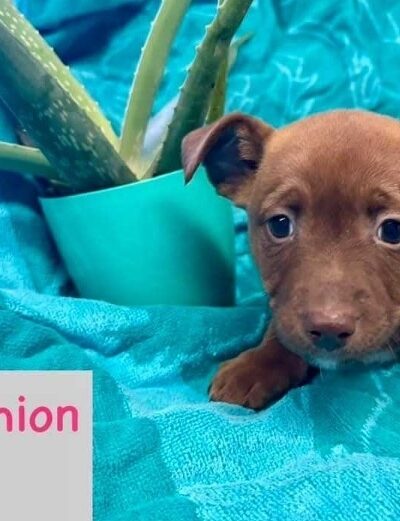 Amazing Mutts Puppy Rescue, inc - New Egypt, NJ