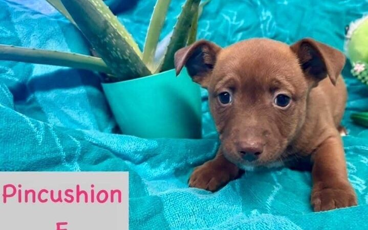 Amazing Mutts Puppy Rescue, inc - New Egypt, NJ
