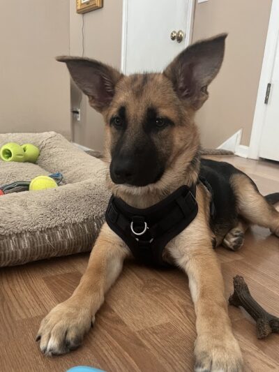 Amazing Mutts Puppy Rescue, inc - New Egypt, NJ