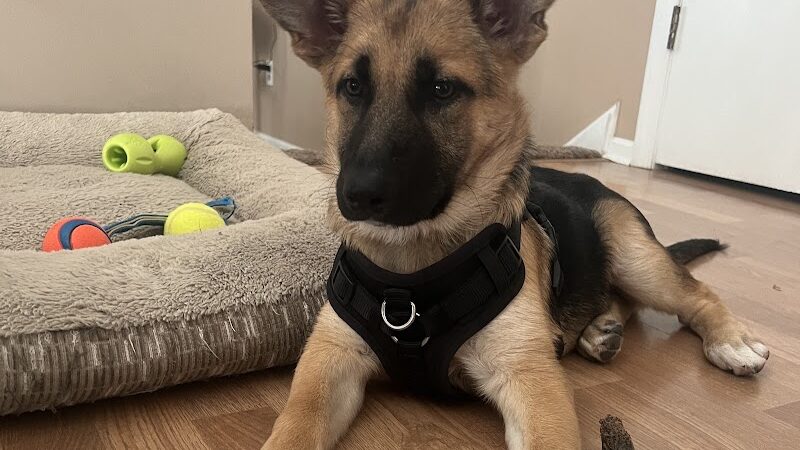 Amazing Mutts Puppy Rescue, inc - New Egypt, NJ