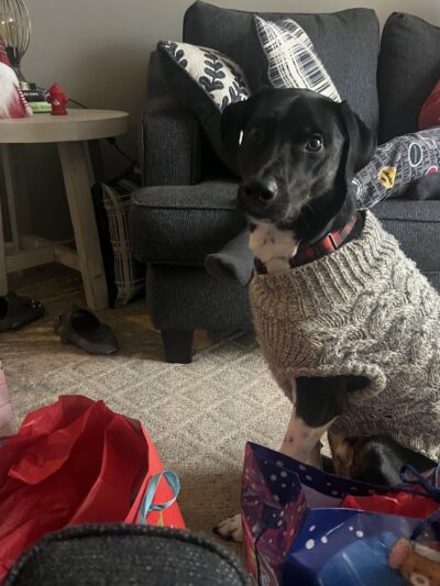 Amazing Mutts Puppy Rescue, inc - New Egypt, NJ