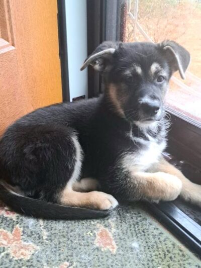 Amazing Mutts Puppy Rescue, inc - New Egypt, NJ