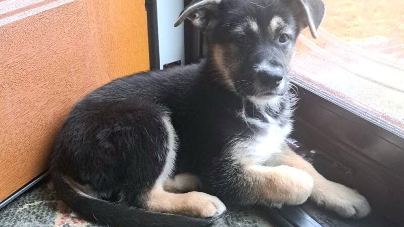 Amazing Mutts Puppy Rescue, inc - New Egypt, NJ