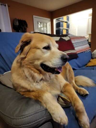 Amazing Mutts Puppy Rescue, inc - New Egypt, NJ