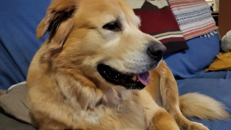 Amazing Mutts Puppy Rescue, inc - New Egypt, NJ