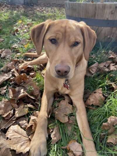 Amazing Mutts Puppy Rescue, inc - New Egypt, NJ