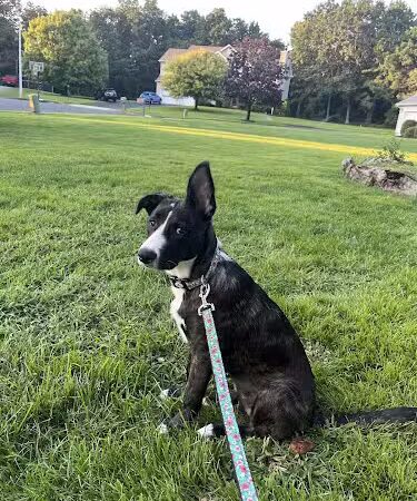 Amazing Mutts Puppy Rescue, inc - New Egypt, NJ