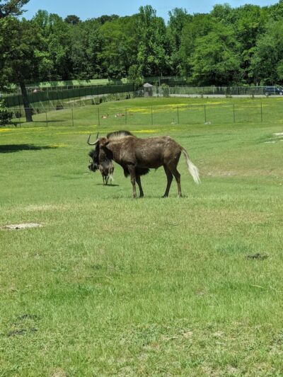 Colliers Mills Wildlife Management Area - New Egypt, NJ