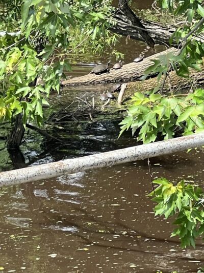 Oakford Lake Park - New Egypt, NJ
