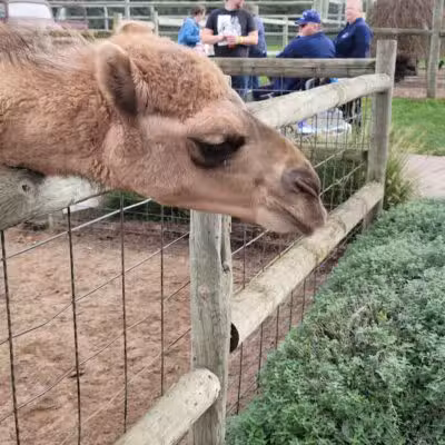 Lewis Adventure Farm & Zoo - New Era,