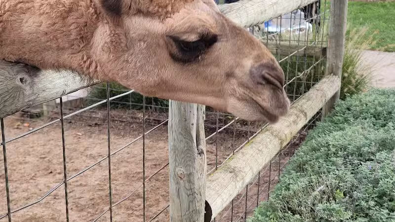Lewis Adventure Farm & Zoo - New Era,