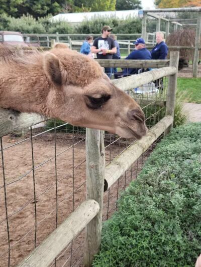 Lewis Adventure Farm & Zoo - New Era,