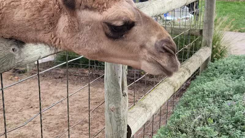 Lewis Adventure Farm & Zoo - New Era,