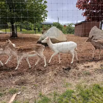 Lewis Adventure Farm & Zoo - New Era,