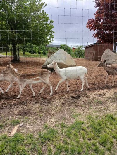 Lewis Adventure Farm & Zoo - New Era,