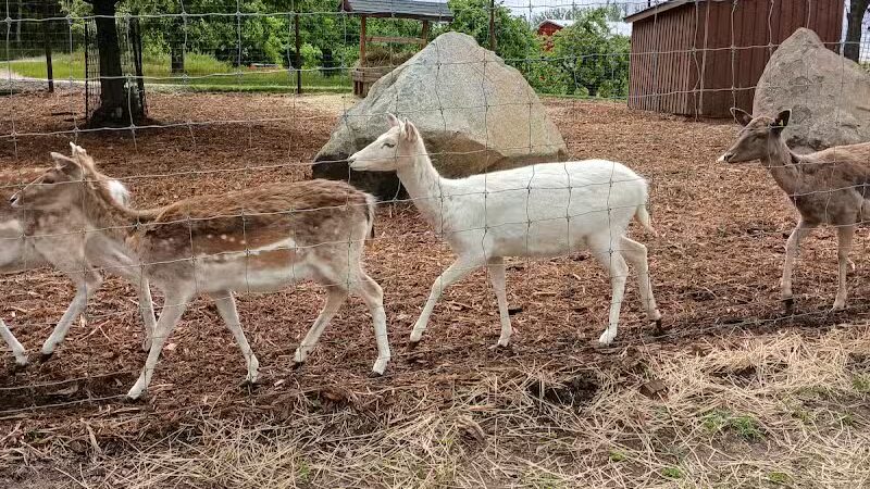 Lewis Adventure Farm & Zoo - New Era,