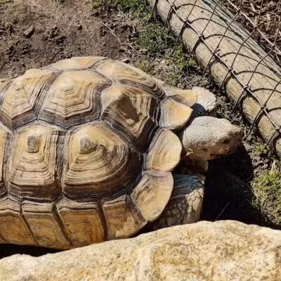 Lewis Adventure Farm & Zoo - New Era,