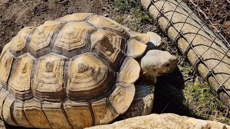 Lewis Adventure Farm & Zoo - New Era,