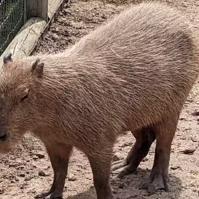Lewis Adventure Farm & Zoo - New Era,