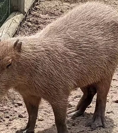 Lewis Adventure Farm & Zoo - New Era,