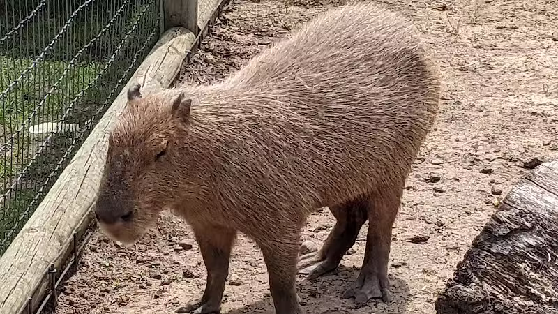 Lewis Adventure Farm & Zoo - New Era,
