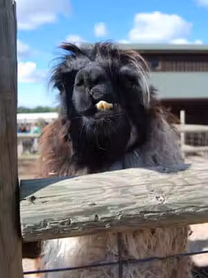 Lewis Adventure Farm & Zoo - New Era,