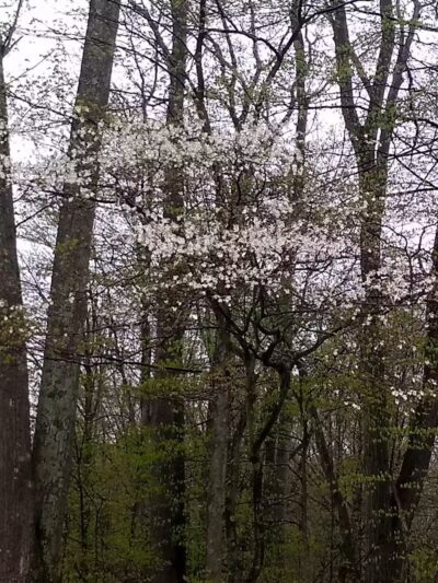 Zeke Lake Roadside Park - New Era,