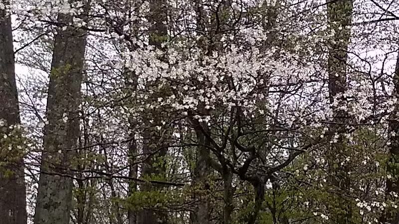 Zeke Lake Roadside Park - New Era,