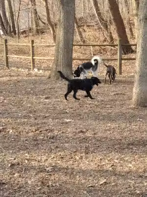 Portage Lakes Dog Park - New Franklin,