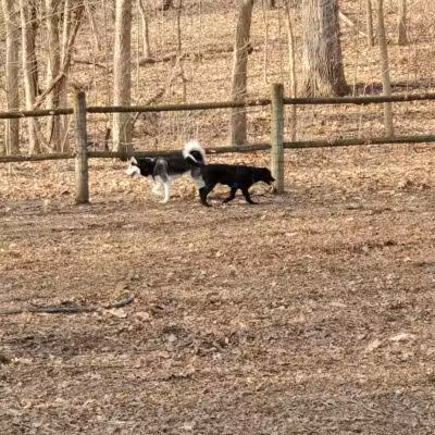Portage Lakes Dog Park - New Franklin,
