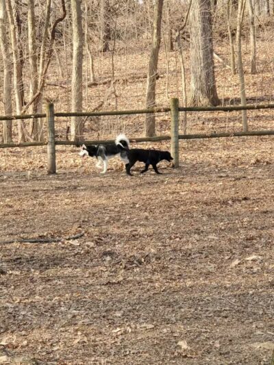 Portage Lakes Dog Park - New Franklin,