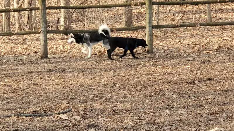 Portage Lakes Dog Park - New Franklin,