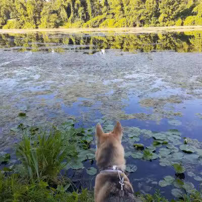Portage Lakes Dog Park - New Franklin,