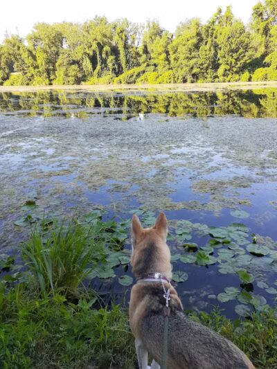 Portage Lakes Dog Park - New Franklin,