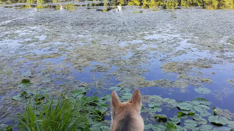 Portage Lakes Dog Park - New Franklin,