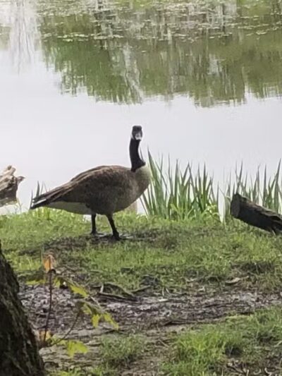 Portage Lakes Dog Park - New Franklin,