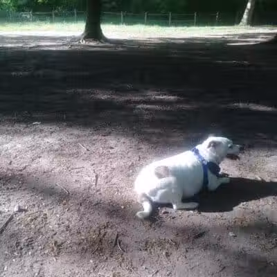 Portage Lakes Dog Park - New Franklin,