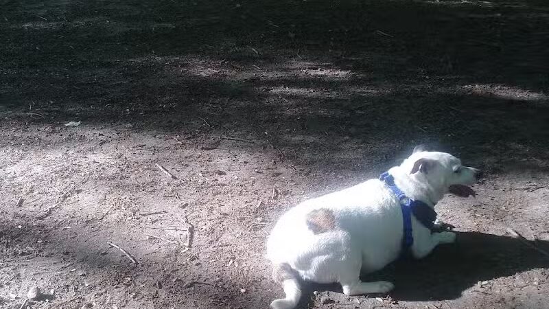 Portage Lakes Dog Park - New Franklin,