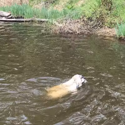 Portage Lakes Dog Park - New Franklin,